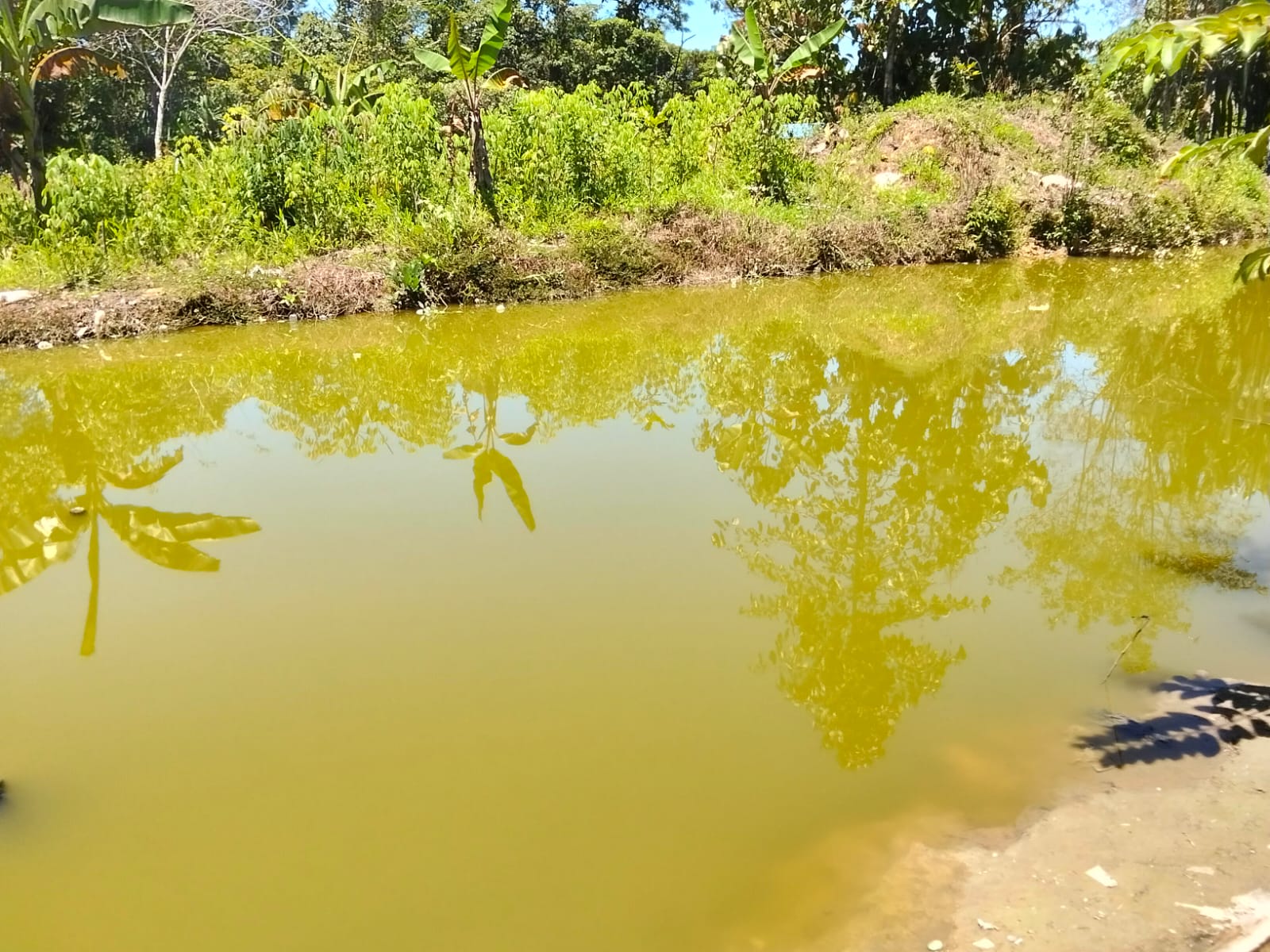Kolam yang berisi ikan air tawar