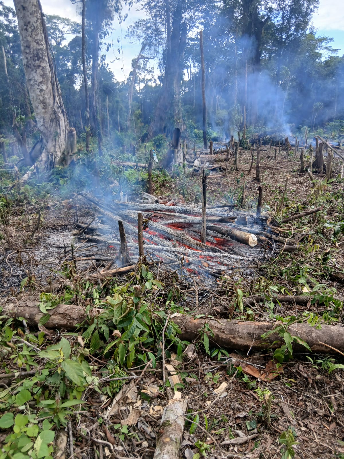Warga Kampung Utikini Satu saat membersihkan lahan untuk menanam bibit nenas 
