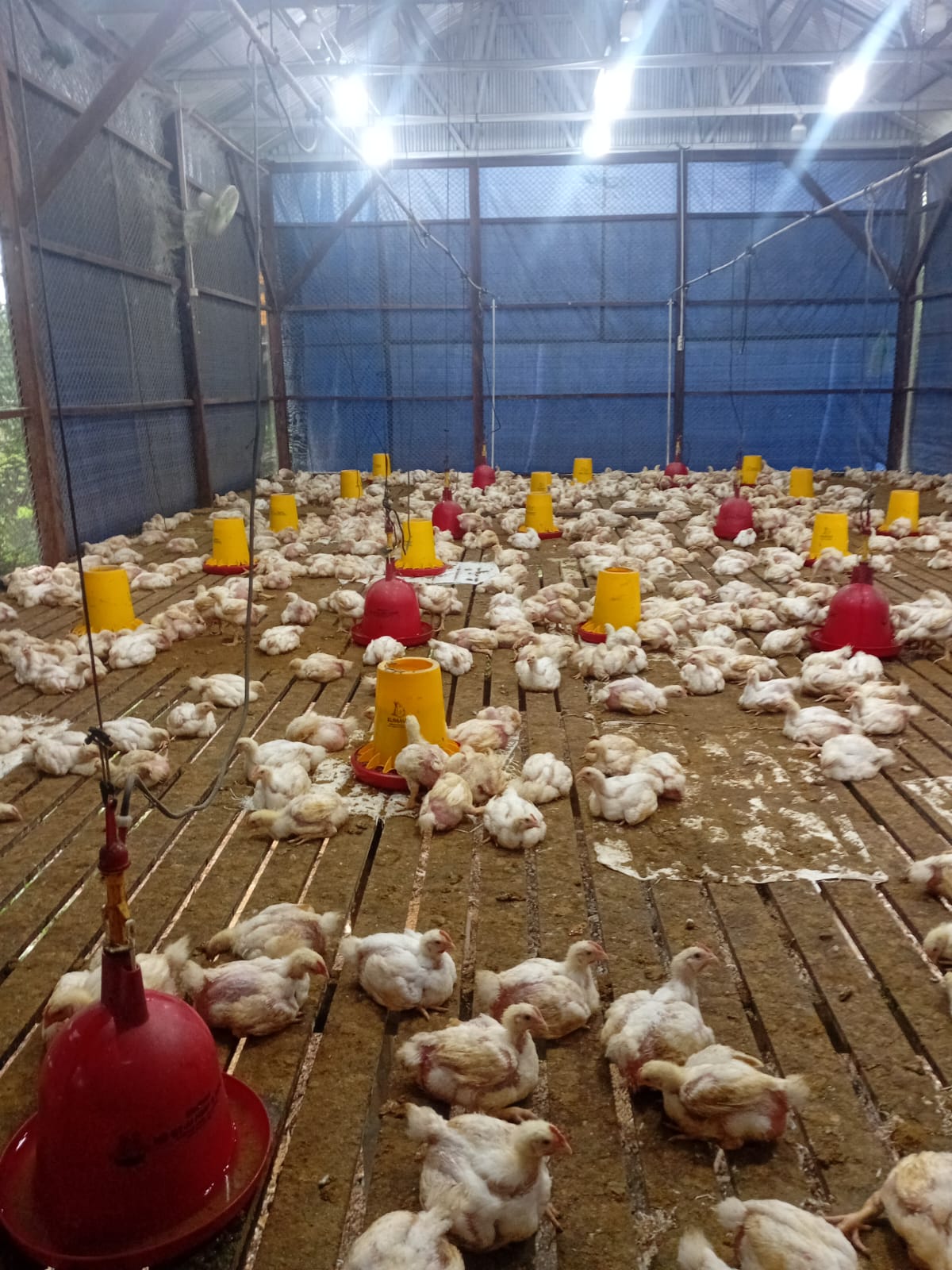 Ratusan ekor ayam yang dipelihara didalam kandang