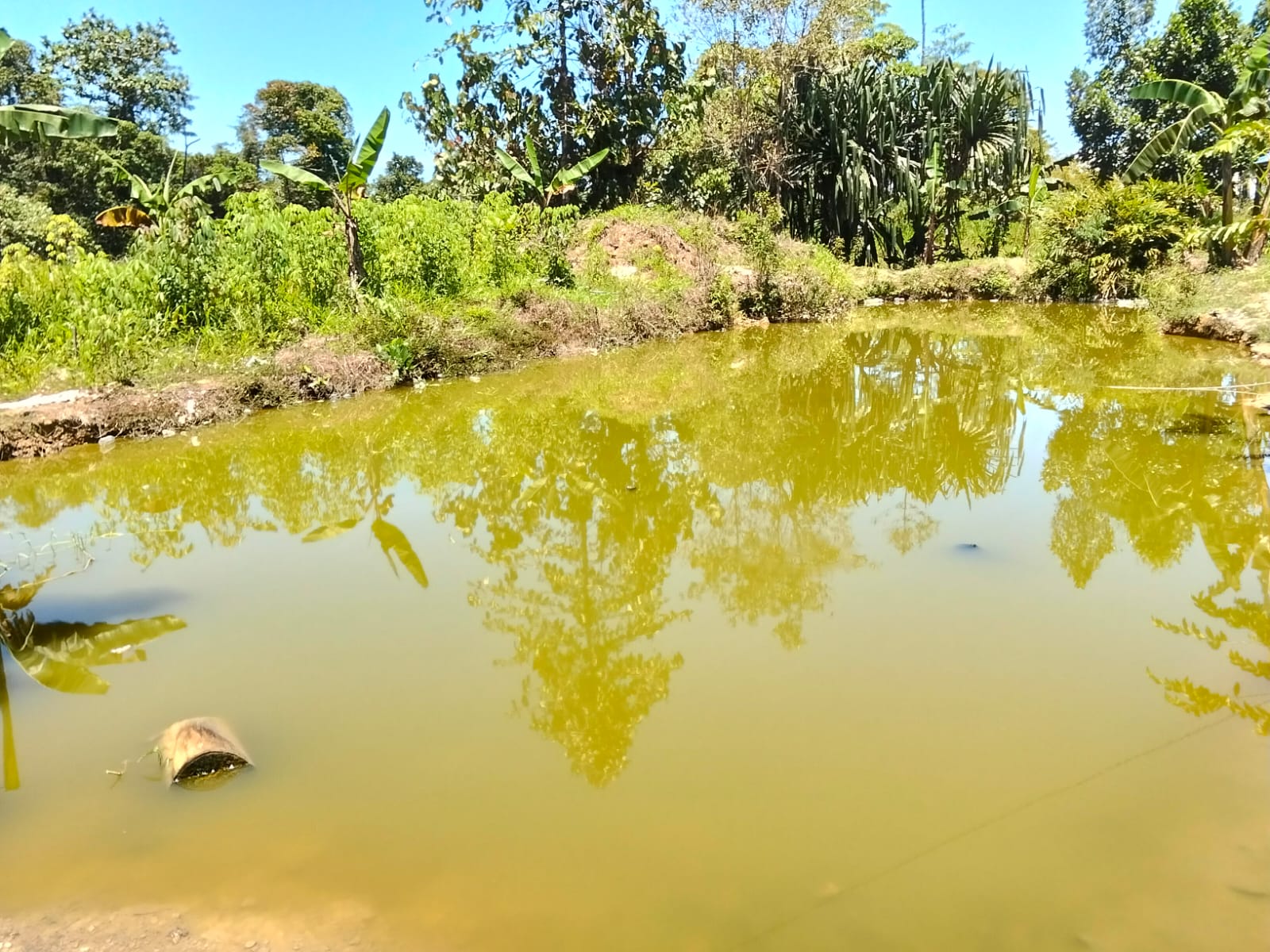 Kolam yang berisi ikan air tawar