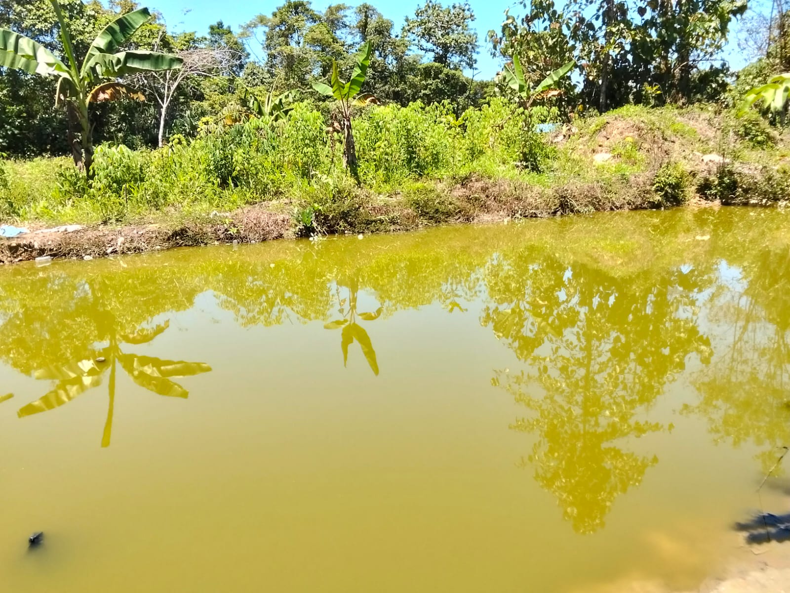 Kolam yang berisi ikan air tawar