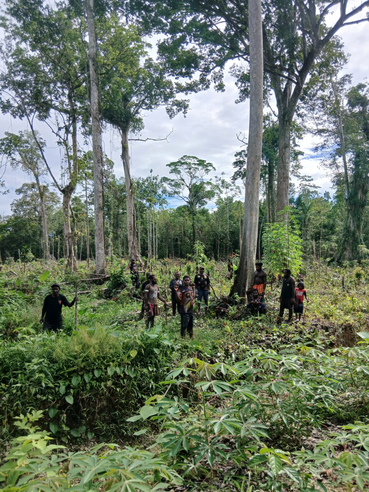 Warga Kampung Utikini Satu saat menanam bibit nenas 
