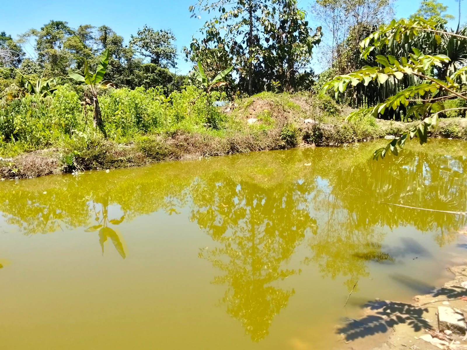 WARGA KAMPUNG MIMIKA GUNUNG TERIMA BANTUAN ITIK DAN IKAN AIR TAWAR