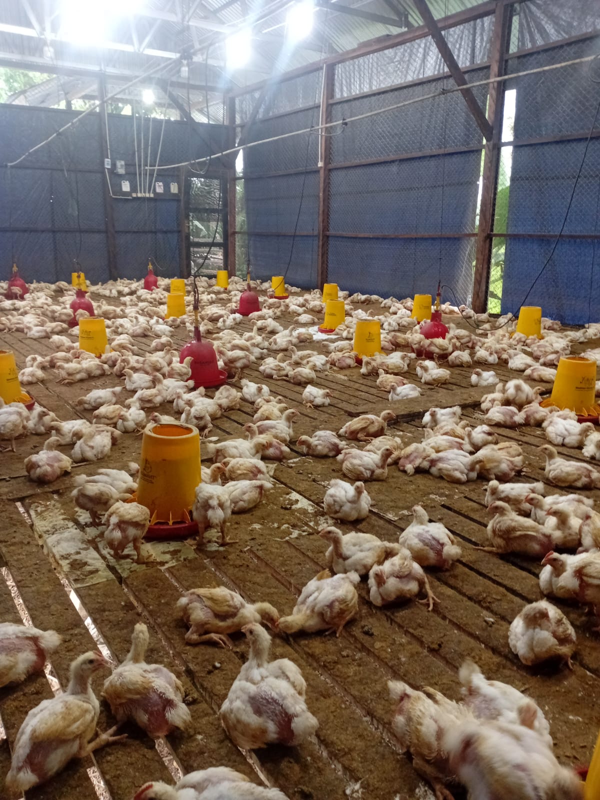 Ratusan ekor ayam yang dipelihara didalam kandang