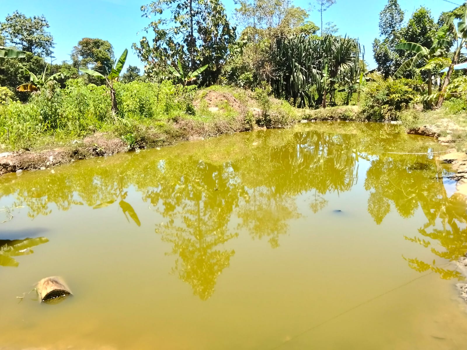 Kolam yang berisi ikan air tawar