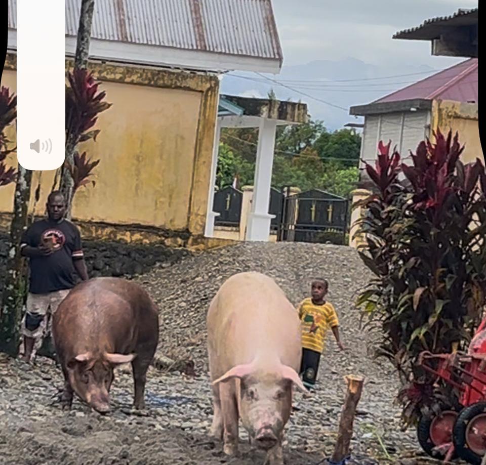 Dua ekor babi yang akan disembelih untuk bakar batu