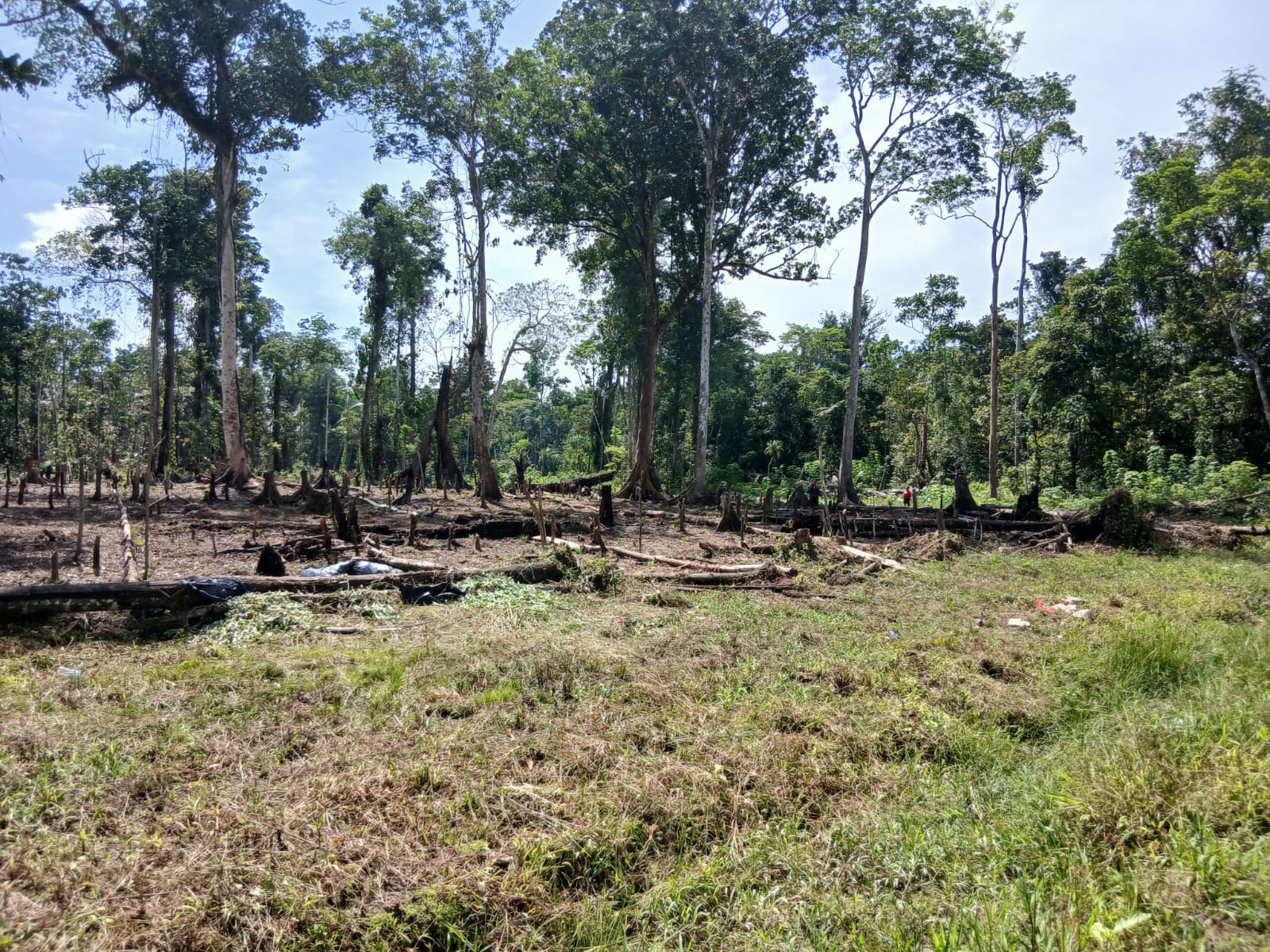 Lahan yang di bersihkan untuk menanam bibit nenas 